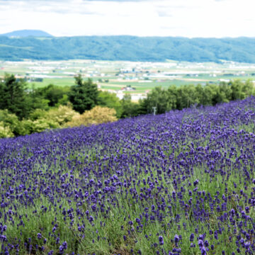 北海道-富良野1_1-4